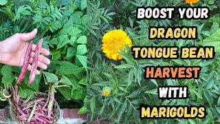 Boost Your Dragon Tongue Bean Harvest with Marigolds #gardening #marigold #beans #organicgardening