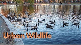 2023 Thanksgiving walk urban wildlife watching at Bowne Park
