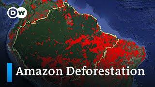 Who is responsible for the Amazon deforestation fires in Brazil?  DW Analysis