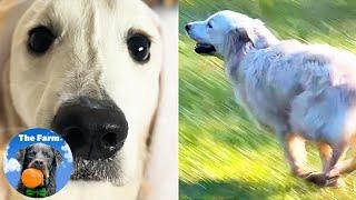 Golden Retriever Puppy First Time Running Outside  Daily Farm Life  The Farm for Dogs