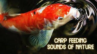 Feeding Carp with the Sounds of Nature  Very Relaxing  Life in France - French Life