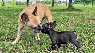 French Bulldogs Heartbreaking Reaction To Meeting Puppy For First Time