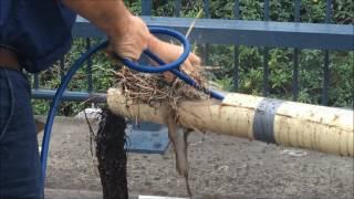 Double Ended Root Ranger Nozzle  and The Impossible Tree Root Blockage Challange