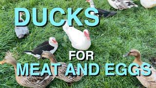 Raising Ducks for Meat and Eggs  Processing & Making Pate Broth and Roast Duck