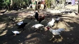 Ayam ayam dikampung.rumah dilereng gunung agung bali