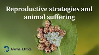 Reproductive strategies and animal suffering