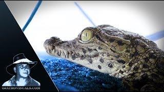 Cuban Crocodile Hatchlings Footage 01