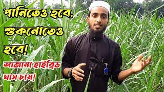 এখন থেকে পানিতেও ঘাস চাষ হবে l অজানা হাইব্রিড ঘাস l জ্বলাবদ্ধ ও শুকনো জমিতে চাষ করা যায় l