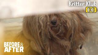 Compilation How This Messy Dog’s Look Changes And More I Before & After Ep 112