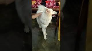 german spitz cute video ️ #Shorts #germanspitz