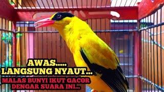 KICAU SUARA PANCINGAN KEPODANG EMAS GACOR Kepodang bahan dan kepodang malas bunyi IKUT GACOR