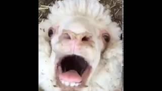 Screaming Sheep BAAAAAHH