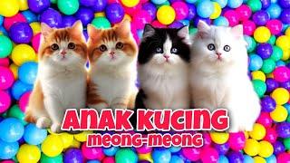 Anak Kucing Meong Meong ‼️ Anak Kucing Lincah  Lagu Kucing Meong Meong