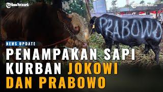 Sama-sama Punya Berat 12 Ton Harga Capai Ratusan Juta Penampakan Sapi Kurban Jokowi dan Prabowo