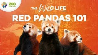 Red Pandas the Cutest Animals on the Planet? - The Wild Life