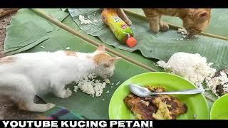 Kucing Petani Liburan makan - makan dikebun