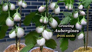 Growing Eggplants from Seed to Harvest - Aubergines Step by Step