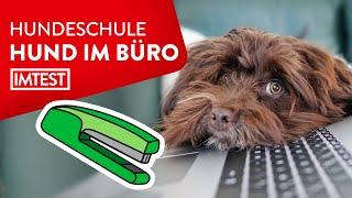 Hund im Büro So klappt es mit den Kollegen  Profi-Tipps vom Trainer