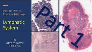 Picture tests in practical histology of lymphatic tissue part 1