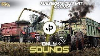 Maisernte 2023 Case 1255XL vor Tridem Krampe SOUND  JP Agrar