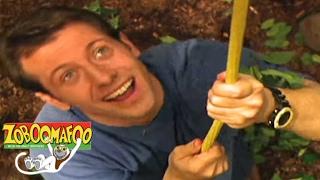  Zoboomafoo 121 - Giants  HD  Full Episode 