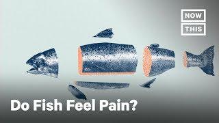 What Fish Feel When They Are Killed for Food  NowThis