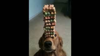 Jenga Dog Remix The Movie