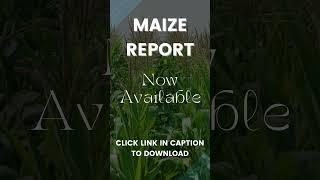 Maize Report  26 Aug 2024