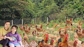 Single mother raises 2000 chickens on a farm in the mountains. Harvest eggs to sell