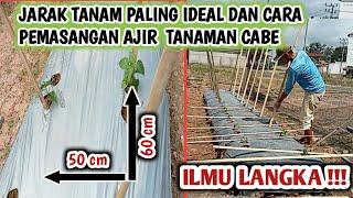 Jangan asal - asalan begini jarak tanam yang ideal dan cara pasang Lanjaran untuk tanaman cabe