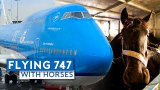 Flying KLM B747-400 Combi with Horses