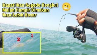 HAMPIR GAK PERCAYA. IKAN SAYA SEGEDE DENGKUL HAMPIR JADI SANTAPAN IKAN BESAR LAINNYA