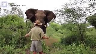 WILDER ELEFANT vs. Verrückter Mann