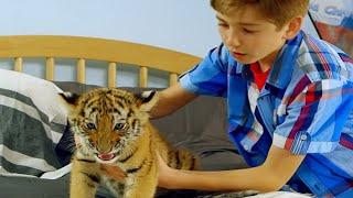 طفل قرر يربي نمر ويحميه بدون علم عائلته لكن النمر يسبب مشاكل كبيرة للطفل   ‏A Tigers Tail