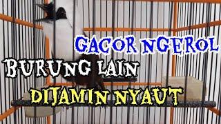 PANCINGAN POKSAY JAMBUL GACOR