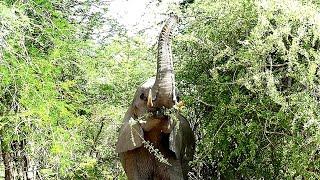 An Elephant Making Good Use of Its Trunk That Has Around 40000 Muscles