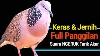 Suara Burung Tekukur Pikat MP3 Paling Gacor Untuk Pancingan