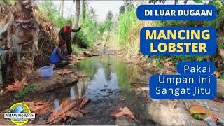 Awal nya iseng‼️ Ternyata berhasil  Mancing udang lobster pakai umpan ini