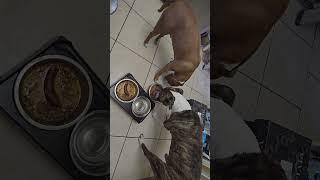 Pitbulls Tiger and Fortune Cookie dinner time live from Palm Beach 5613359459