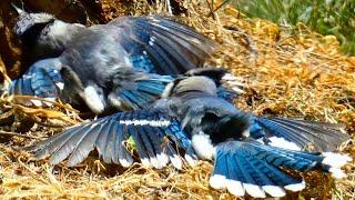 Blue jay call sounds sunbathing  Bird