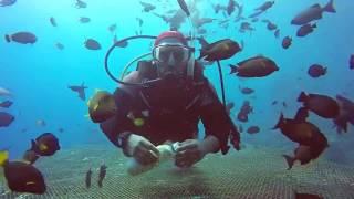 الغوص في اجمل بحار العالم البحر الاحمر جدة  السعودية Diving in the Red Sea Jeddah  Saudi Arabia