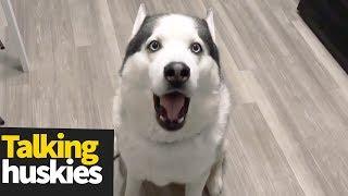 Hilarious Talking Huskies Compilation  Huskies are Awesome