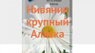 Нивяник крупная Аляска alyaska  крупная нивяник Аляска обзор как сажать семена нивяника Аляска