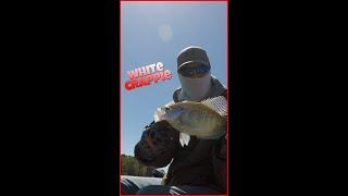 My First White Crappie What? #Short