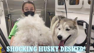 Shocking Husky Deshed  I’m Shocked At How Much Fur Came Out  Massive Undercoat Removal