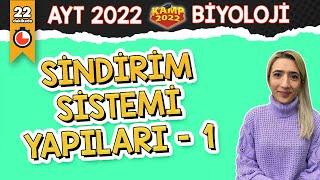 Sindirim Sistemi Yapıları -1   AYT Biyoloji #Kamp2022