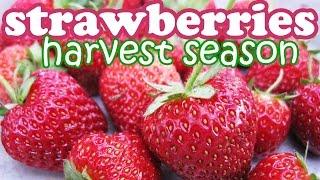 Strawberry Plant Fruit Harvest - Growing Strawberries Fruits - Organic Container Gardening - Jazevox