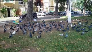 ​​birds in Cambodia