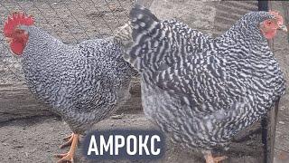 КУРЫ АМРОКС МЯСО – ЯИЧНАЯ ПОРОДА КУР АМРОКС ХАРАКТЕРИСТИКА ОПИСАНИЕ ПОРОДЫ