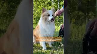 Дарья Потяженко Скай – собака для долгих прогулок